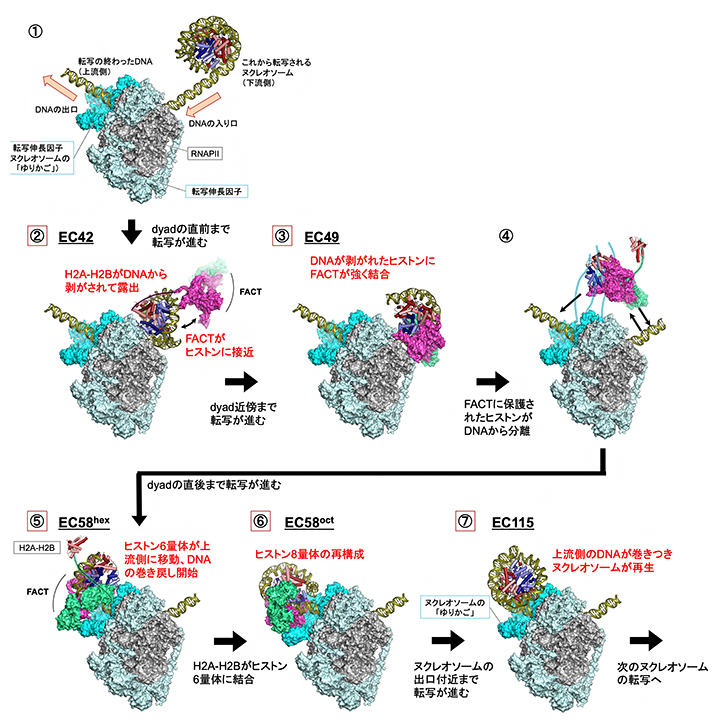 転写伸長中に下流のヌクレオソームをいったん解体し、上流で再生させる仕組みの図