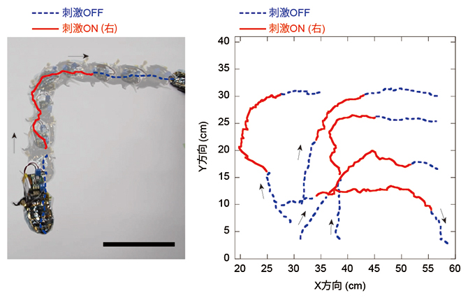 再充電可能なサイボーグ昆虫の無線通信による行動制御の図