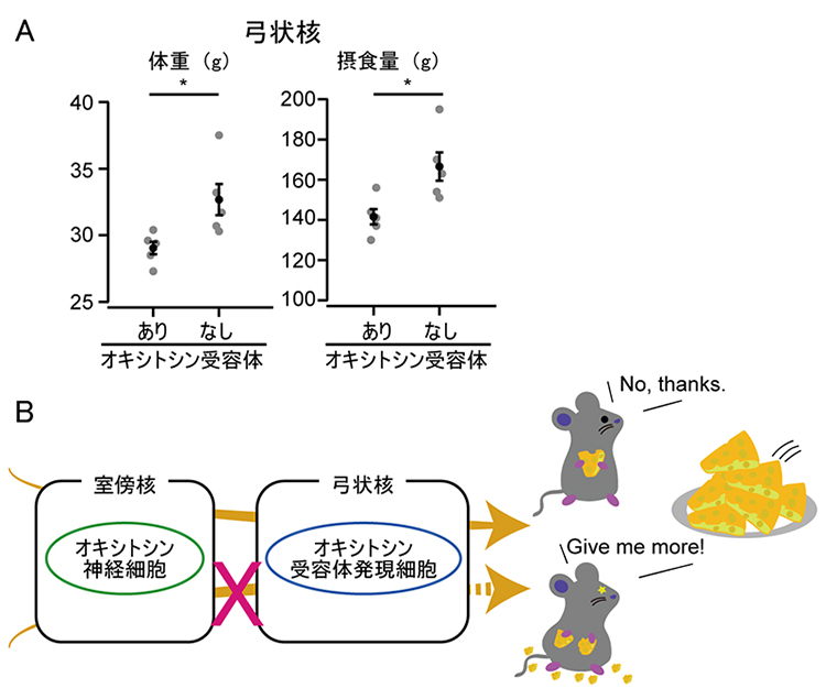 体重と摂食量の増加抑制に必須な弓状核オキシトシン受容体発現細胞の図