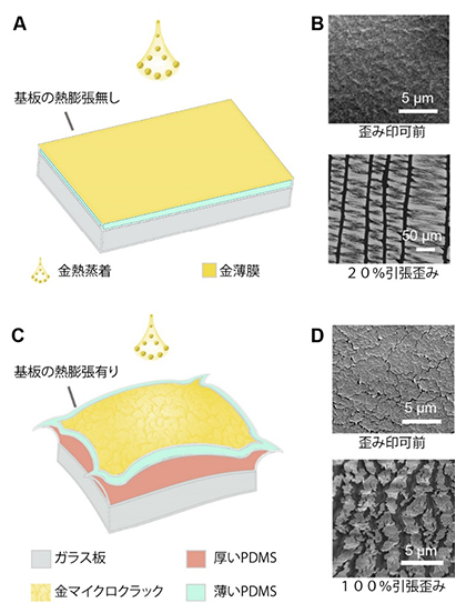 金マイクロクラック構造の形成メカニズムの図