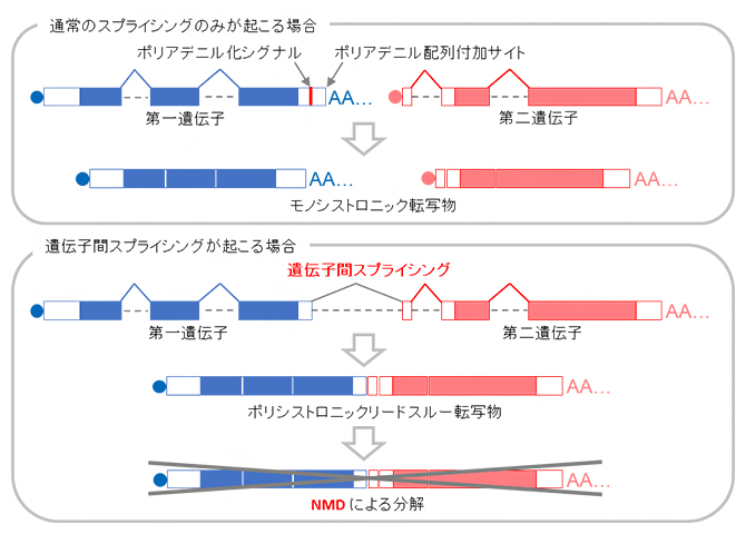 遺伝子間スプライシングによるポリシストロニックリードスルー転写物の制御の図