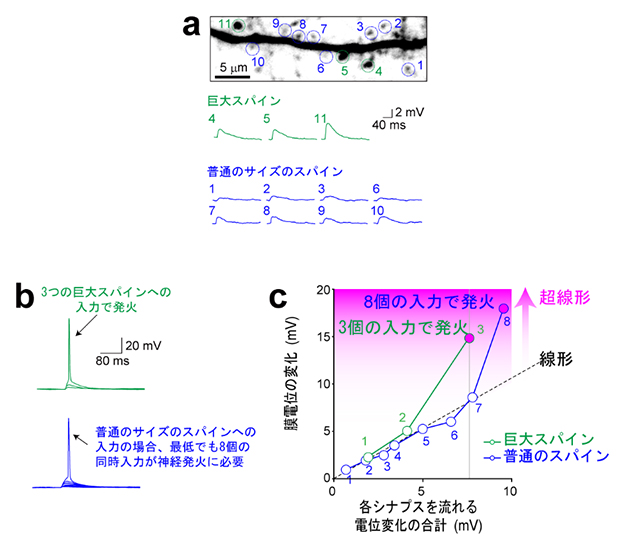 シナプス入力と神経発火の関係の図
