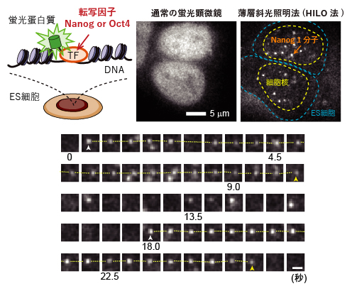 核内の転写因子（NanogとOct4）の1分子計測の図