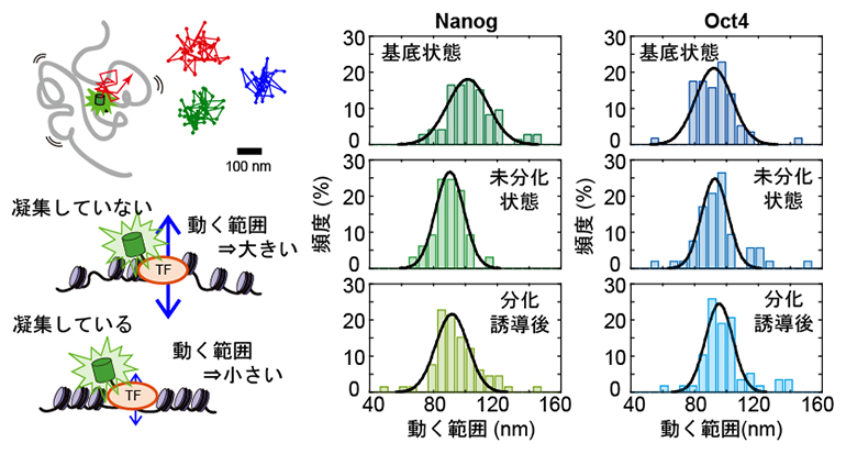 転写因子の動く範囲とクロマチン構造の関係の図