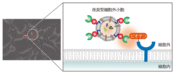 改良型細胞外小胞が細胞に取り込まれる軌跡が化学標識（ビオチン）によって照らされる概念図の画像