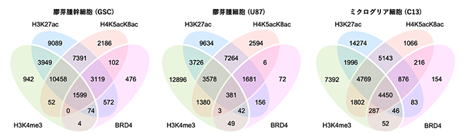 膠芽腫関連細胞におけるヒストンH4の高アセチル化と他のヒストン修飾の分布の図