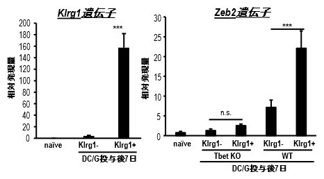 Klrg1陽性NKT細胞のZeb2遺伝子発現の図