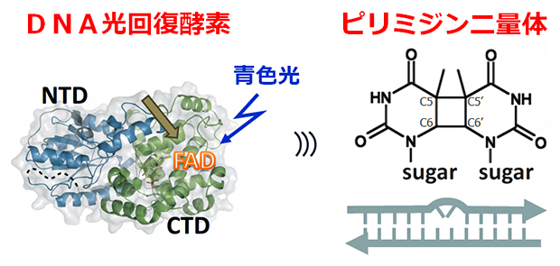 光回復酵素による紫外線損傷DNAの修復の図