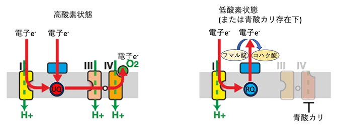 酸素濃度によって経路が変わる寄生虫の電子伝達系の図