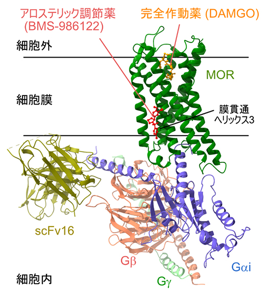 アロステリック調節薬結合状態のMOR-Gタンパク質複合体のクライオ電子顕微鏡構造の図