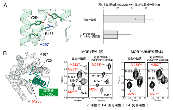 MORの構造平衡へのアロステリック調節薬およびR167-Y254相互作用の影響の図