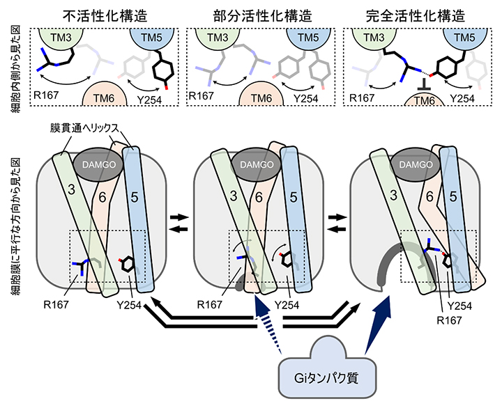 MORの動的構造平衡とBMS-986122による完全活性化構造の安定化の図