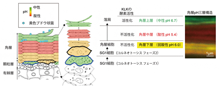 角層pH三層構造は角層のバリア機能や角層の厚みを一定に保持の図