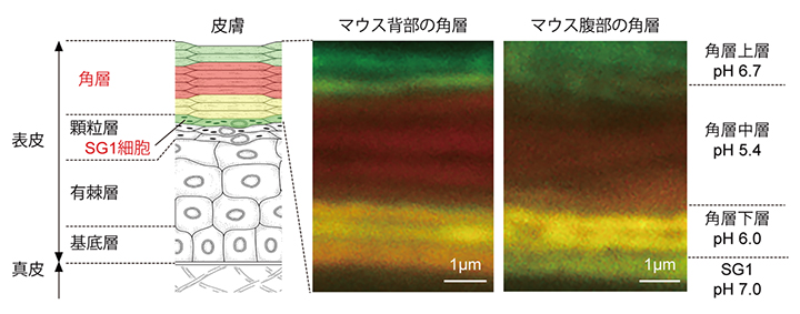 角層pHライブイメージングによる角層pH三層構造の図