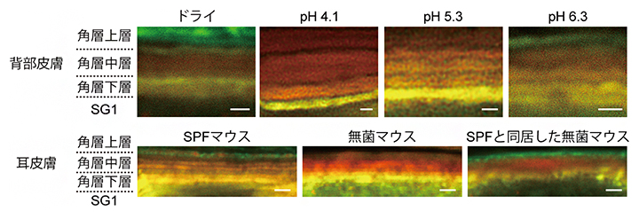 環境に応じてpHが変化し、皮膚細菌叢により中性を呈する角層上層の図