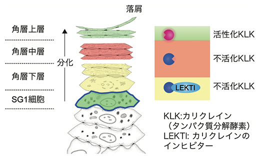 角層上層でのみ落屑を起こすのに適した角層pH三層構造の図