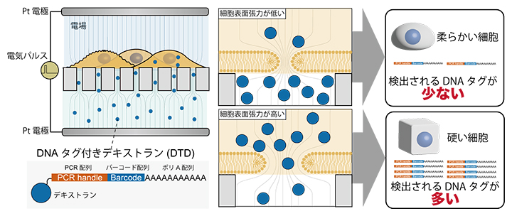ELASTomicsの概略図の画像