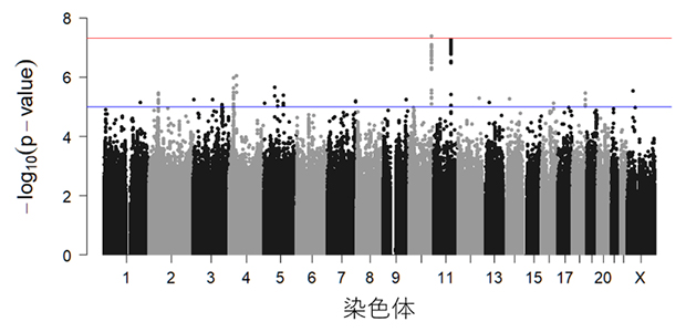 日本人高齢者における膝伸展筋力のGWAS結果の図