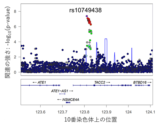 膝伸展筋力と関連する領域の詳細の図