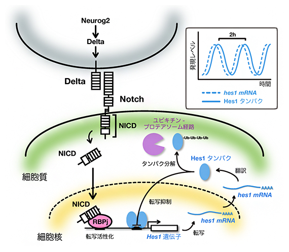 NotchシグナルによるHes1誘導とネガティブフィードバックによるHes1振動の図