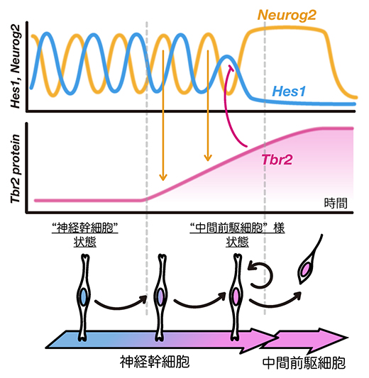 Neurog2-Tbr2によるHes1抑制の図