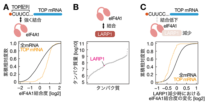 LARP1を介したeIF4A1とTOP mRNAの結合の図