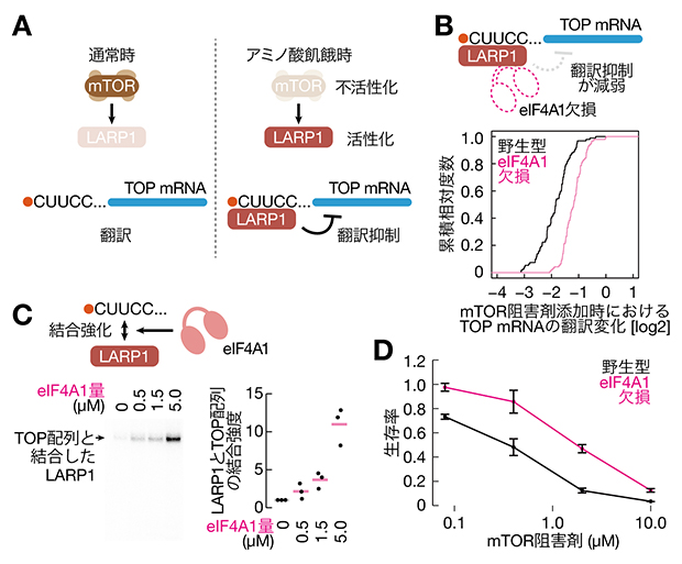 TOP mRNA翻訳抑制機構におけるeIF4A1の影響の図