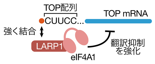 eIF4A1による翻訳抑制の増強の図