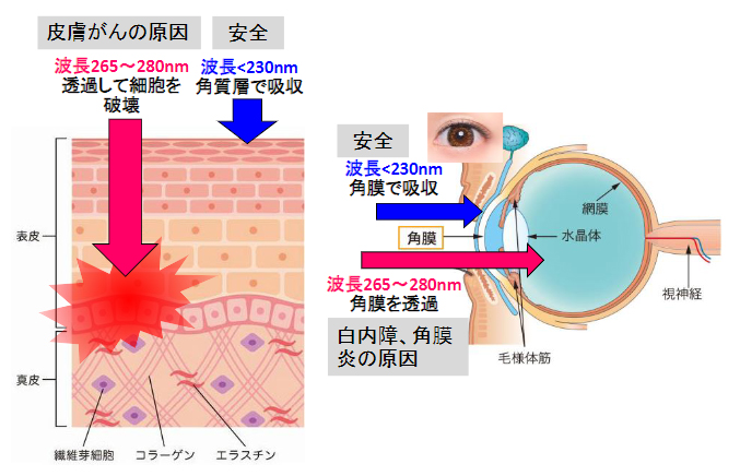 紫外線の人の皮膚および目に対する影響の図