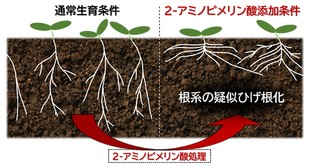 2-アミノピメリン酸による植物の発根促進効果の図