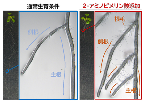 2-アミノピメリン酸を添加した際の根の形態変化の図