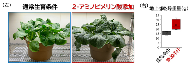 2-アミノピメリン酸を添加した際の地上部の変化の図