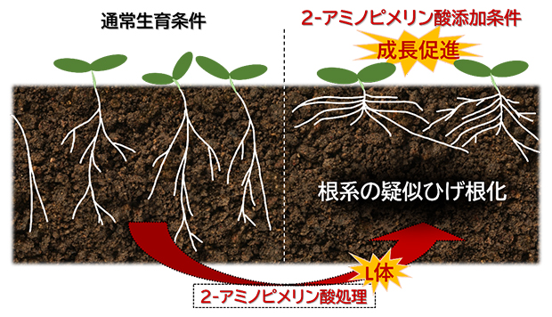 2-アミノピメリン酸の作用の模式図の画像