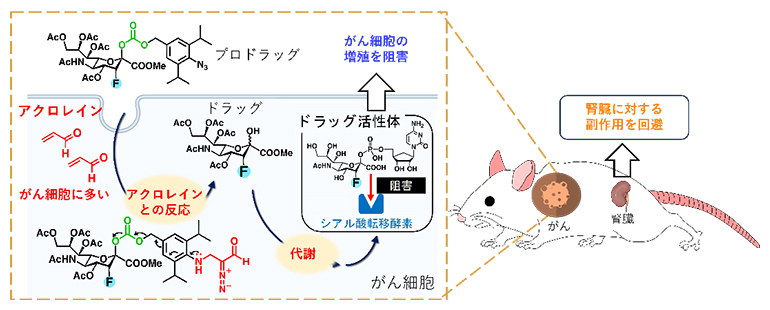 がん細胞内でのシアル酸転移酵素阻害剤の合成の図