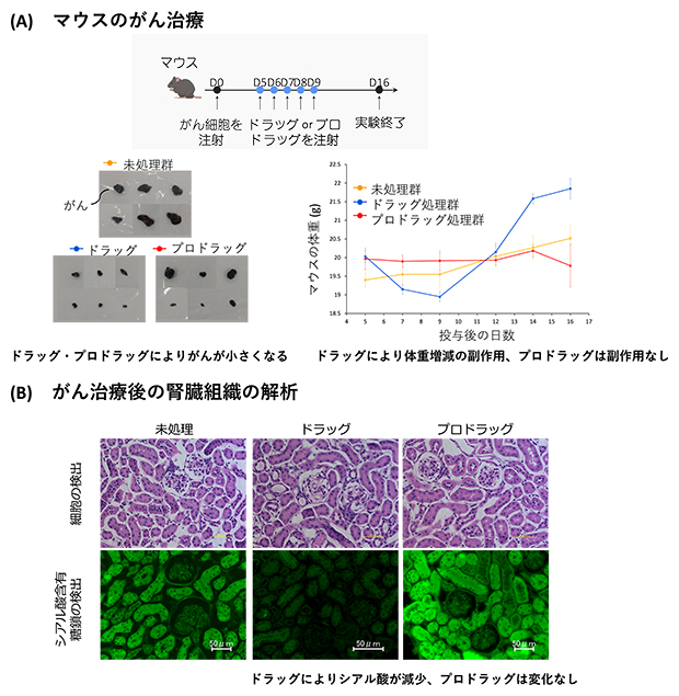 プロドラッグとドラッグによるマウスのがん治療とがん治療後の腎臓組織の解析の図