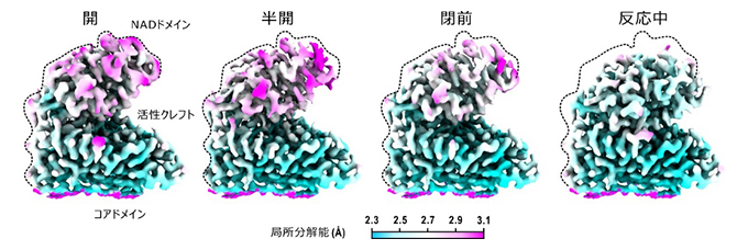 反応中のグルタミン酸脱水素酵素で検出された4状態のクライオ電子顕微鏡マップ（右3状態が酵素－補酵素－基質複合体）の図