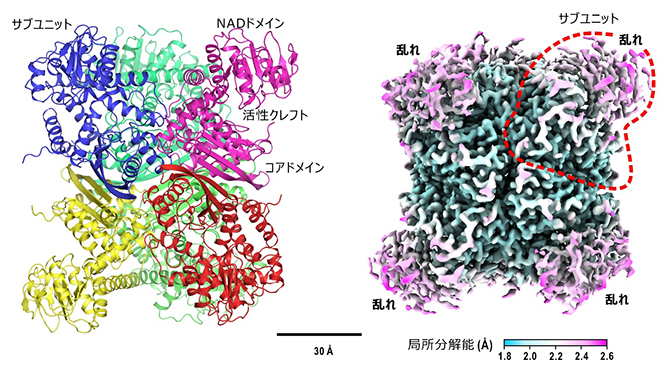 グルタミン酸脱水素酵素六量体の結晶中および水溶液中の立体構造の図