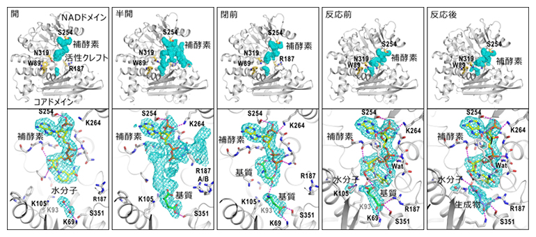 4状態における活性クレフト内の補酵素、基質、生成物と水分子の状態の図