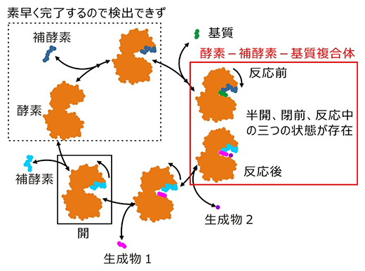 立体構造から見た酵素反応の図