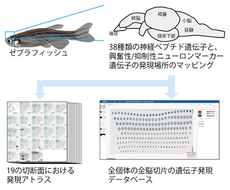 ゼブラフィッシュの脳の遺伝子をマッピングし、遺伝子発現アトラスとデータベースを構築の図
