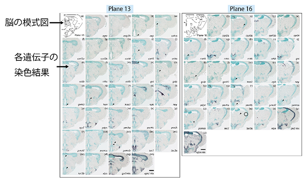 遺伝子発現アトラスの例の図