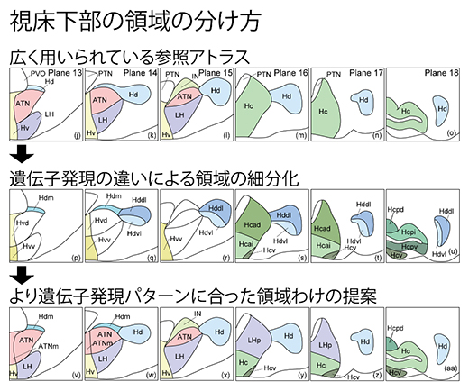 遺伝子発現パターンに合った領域分けの提案の図