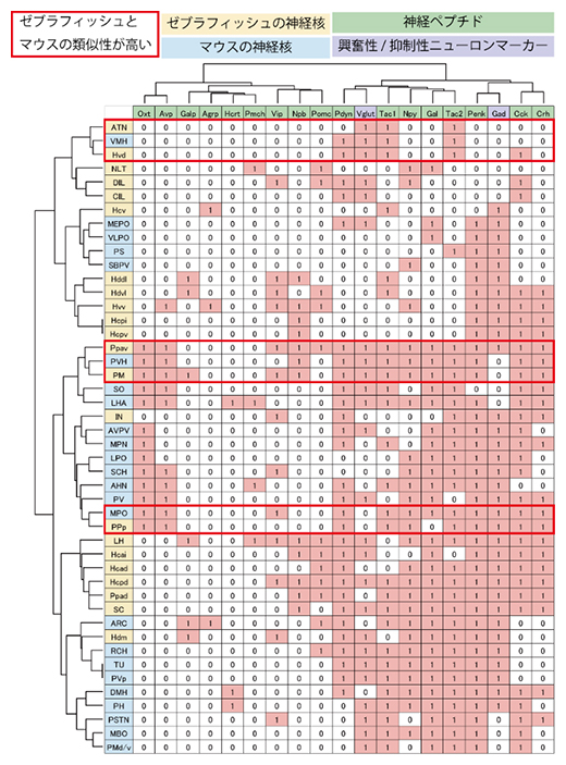 ゼブラフィッシュとマウスの視床下部の遺伝子発現パターン比較の図