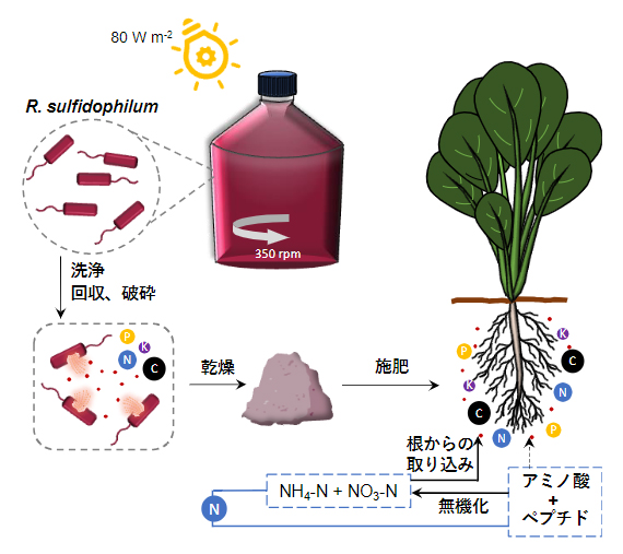 肥料として用いる光合成細菌の破砕・乾燥処理と植物（コマツナ）への取り込みの図