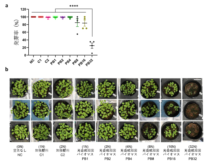 コマツナの発芽と生育における非硫黄紅色光合成細菌バイオマスの影響の図