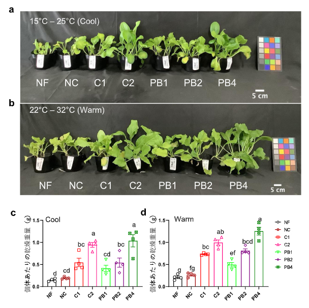 非硫黄紅色光合成細菌バイオマスを肥料とした各栽培温度におけるコマツナの生育の図
