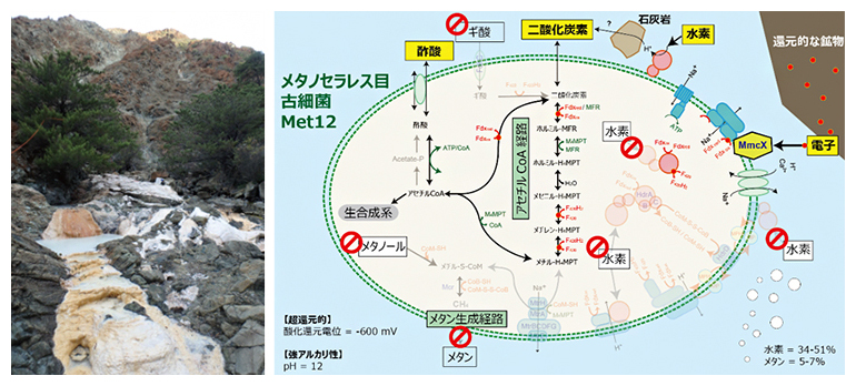 メタン生成能を失う常識外れな適応進化を遂げた「元メタン生成古細菌」の代謝模式図の画像