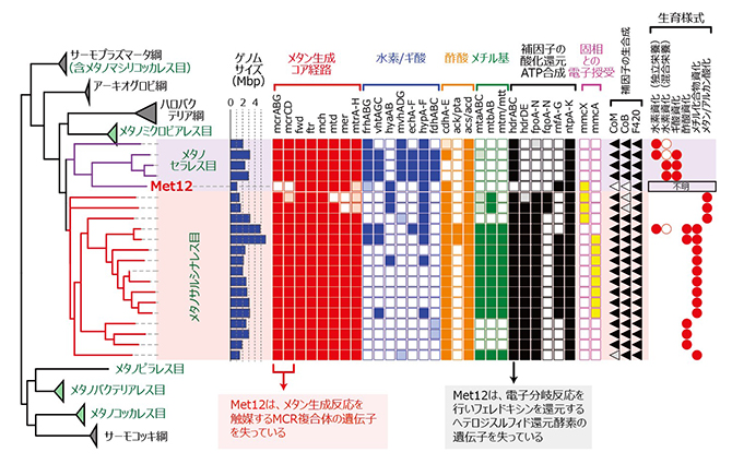 メタノセラレス目のMet12とその近縁古細菌の比較ゲノム解析の図