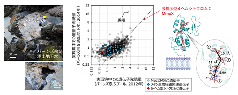 ザ・シダーズ実環境中でのMet12の高発現遺伝子の同定の図