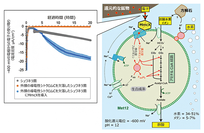 MmcXの電子受け取り活性試験と推定されるMet12の代謝経路の図